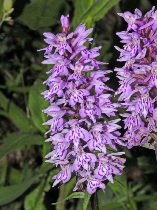 Una Orchidea dalla Val d''Aosta: Dactylorhiza fuchsii